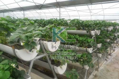 無土栽培,無土栽培技術(shù),無土栽培設(shè)備