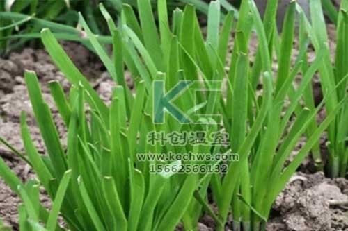 無土栽培，無土栽培技術，無土栽培設備