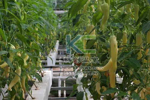 無土栽培，無土栽培技術(shù)，無土栽培設(shè)備