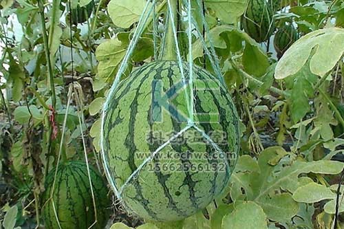 無土栽培，無土栽培技術，無土栽培設備