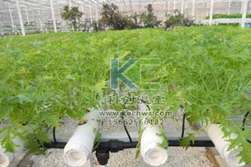 無(wú)土栽培，無(wú)土栽培技術(shù)，無(wú)土栽培設(shè)備