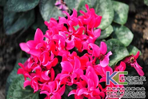 無(wú)土栽培，無(wú)土栽培技術(shù)，無(wú)土栽培設(shè)備